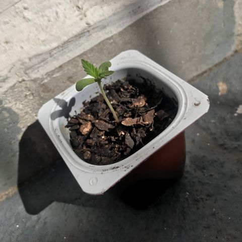 Critical Mass growlog timeline photo