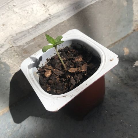 Critical Mass growlog timeline photo