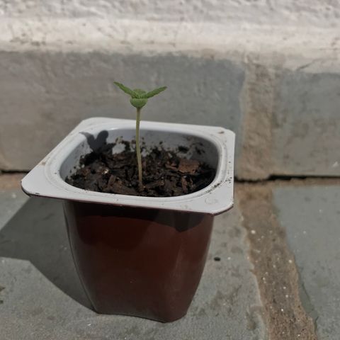Critical Mass growlog timeline photo