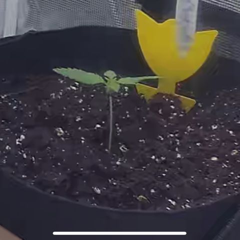 Skywalker OG Auto growlog timeline photo
