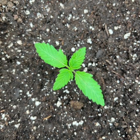 Skywalker OG Auto growlog timeline photo