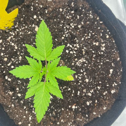Skywalker OG Auto growlog timeline photo