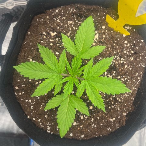 Skywalker OG Auto growlog timeline photo