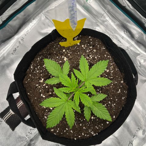 Skywalker OG Auto growlog timeline photo