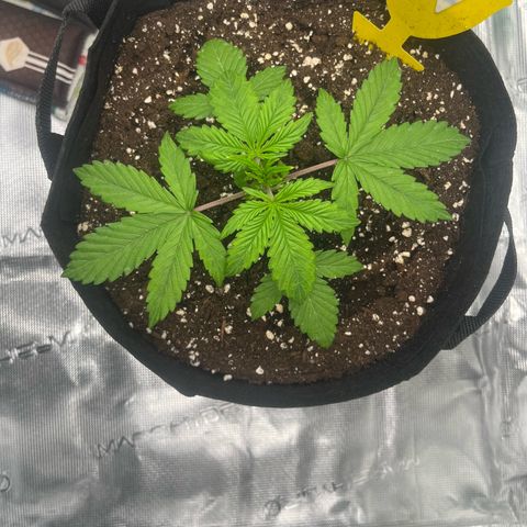 Skywalker OG Auto growlog timeline photo