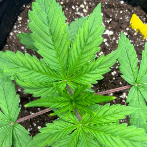 Skywalker OG Auto growlog timeline photo