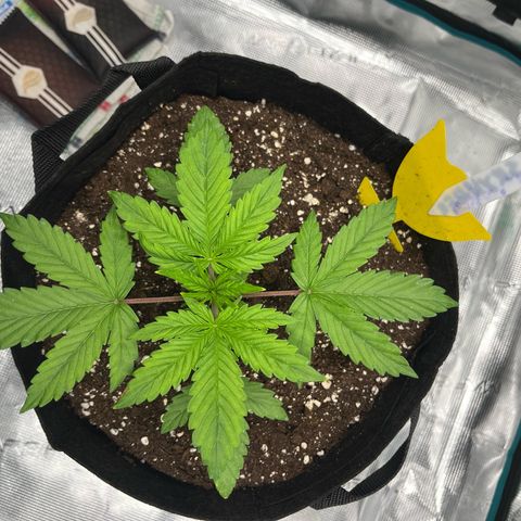 Skywalker OG Auto growlog timeline photo