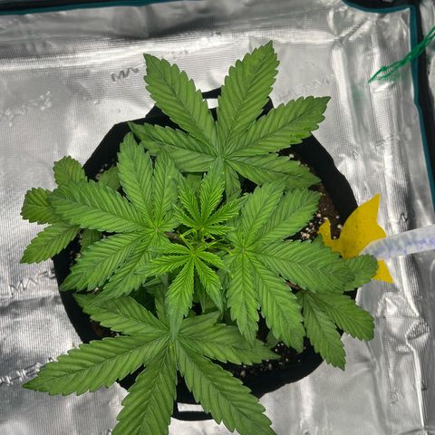 Skywalker OG Auto growlog timeline photo