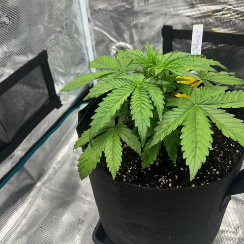 Skywalker OG Auto growlog timeline photo