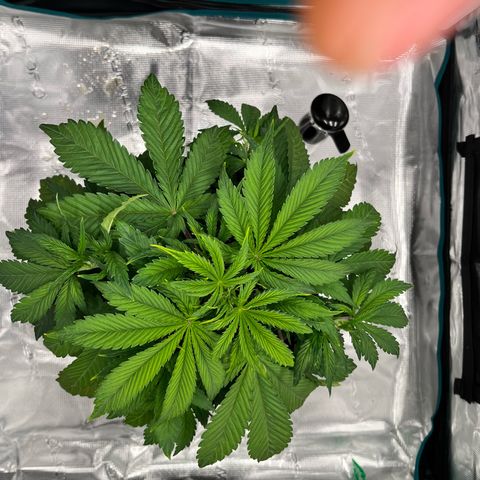 Skywalker OG Auto growlog timeline photo