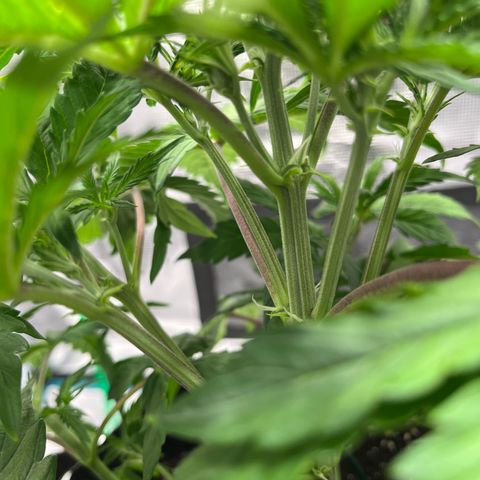 Skywalker OG Auto growlog timeline photo