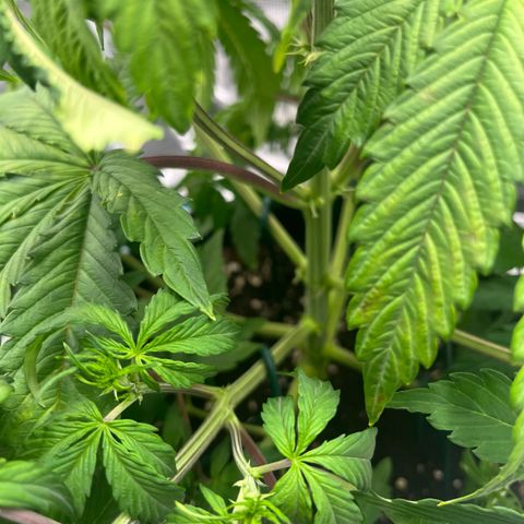 Skywalker OG Auto growlog timeline photo