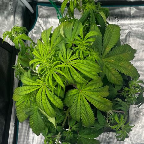 Skywalker OG Auto growlog timeline photo