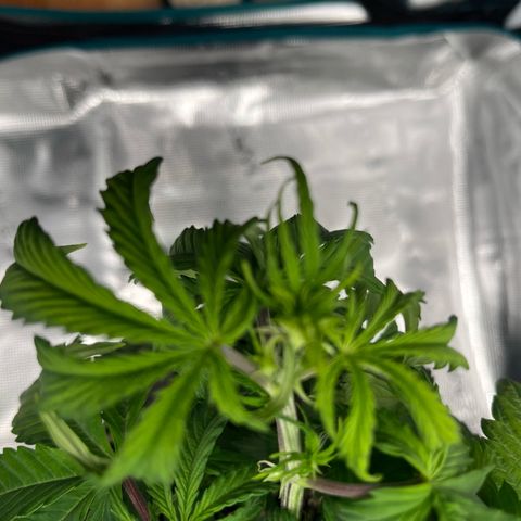 Skywalker OG Auto growlog timeline photo