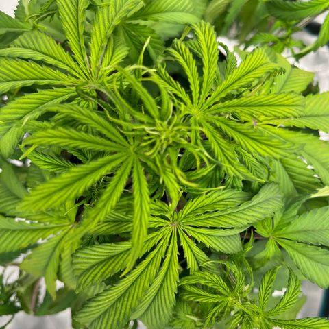 Skywalker OG Auto growlog timeline photo