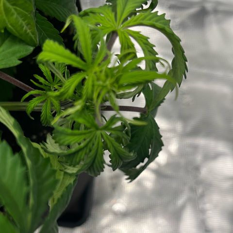 Skywalker OG Auto growlog timeline photo