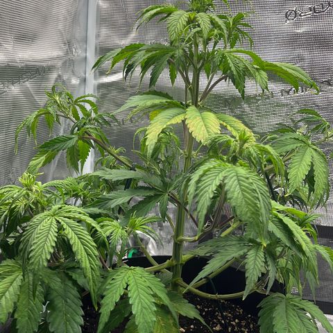 Skywalker OG Auto growlog timeline photo