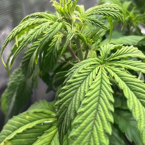 Skywalker OG Auto growlog timeline photo