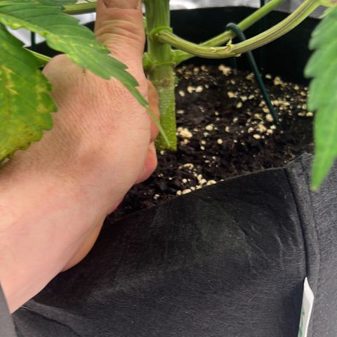 Skywalker OG Auto growlog timeline photo