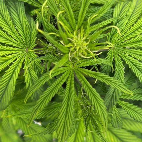 Skywalker OG Auto growlog timeline photo