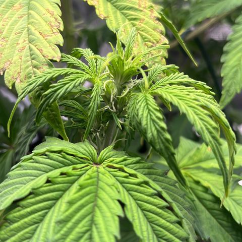 Skywalker OG Auto growlog timeline photo