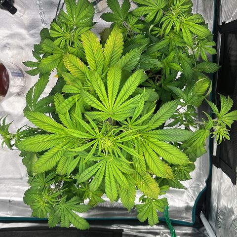 Skywalker OG Auto growlog timeline photo
