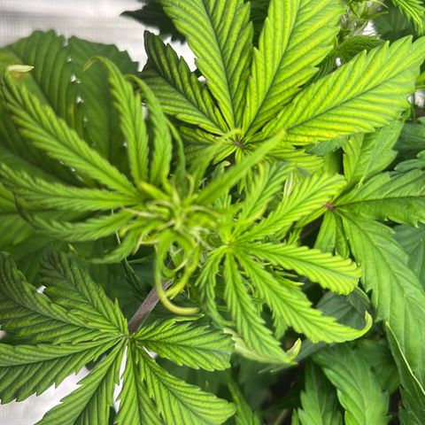 Skywalker OG Auto growlog timeline photo