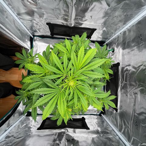 Skywalker OG Auto growlog timeline photo