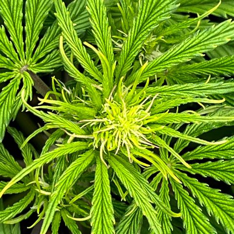 Skywalker OG Auto growlog timeline photo