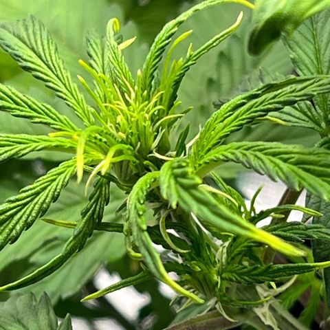 Skywalker OG Auto growlog timeline photo
