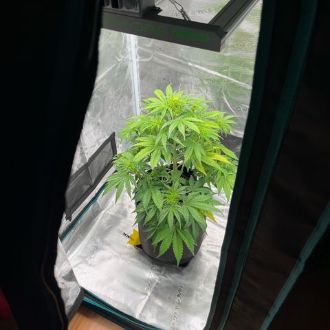 Skywalker OG Auto growlog timeline photo