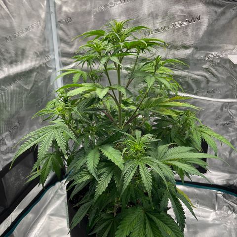 Skywalker OG Auto growlog timeline photo