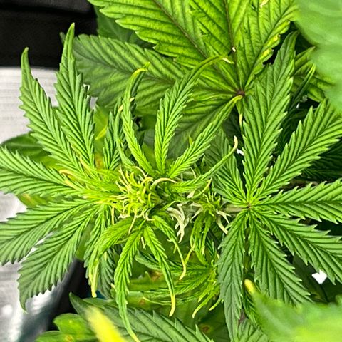 Skywalker OG Auto growlog timeline photo