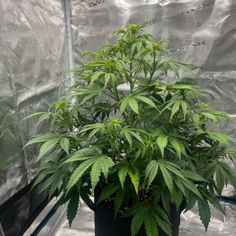 Skywalker OG Auto growlog timeline photo