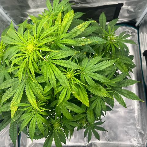 Skywalker OG Auto growlog timeline photo