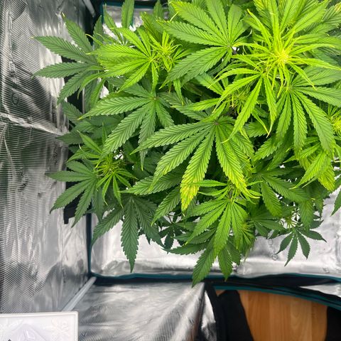 Skywalker OG Auto growlog timeline photo