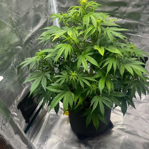 Skywalker OG Auto growlog timeline photo