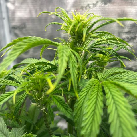 Skywalker OG Auto growlog timeline photo
