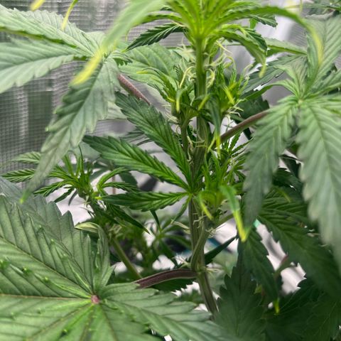 Skywalker OG Auto growlog timeline photo