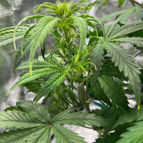 Skywalker OG Auto growlog timeline photo