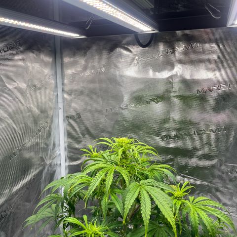 Skywalker OG Auto growlog timeline photo