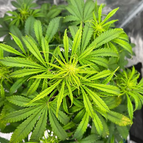 Skywalker OG Auto growlog timeline photo