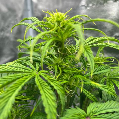 Skywalker OG Auto growlog timeline photo