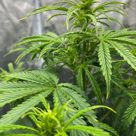 Skywalker OG Auto growlog timeline photo