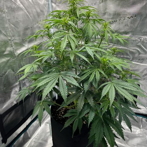 Skywalker OG Auto growlog timeline photo