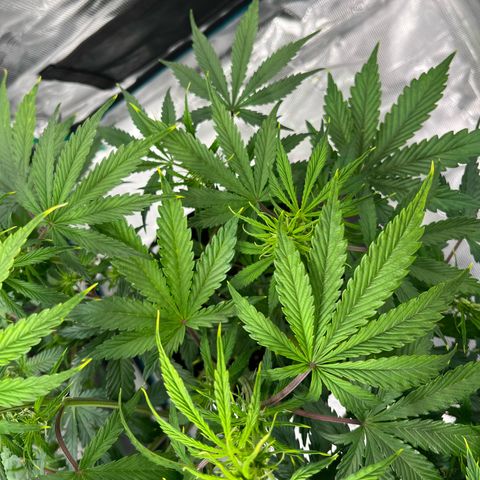 Skywalker OG Auto growlog timeline photo