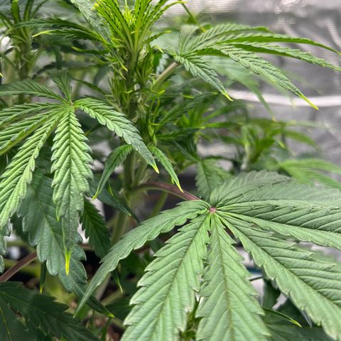 Skywalker OG Auto growlog timeline photo