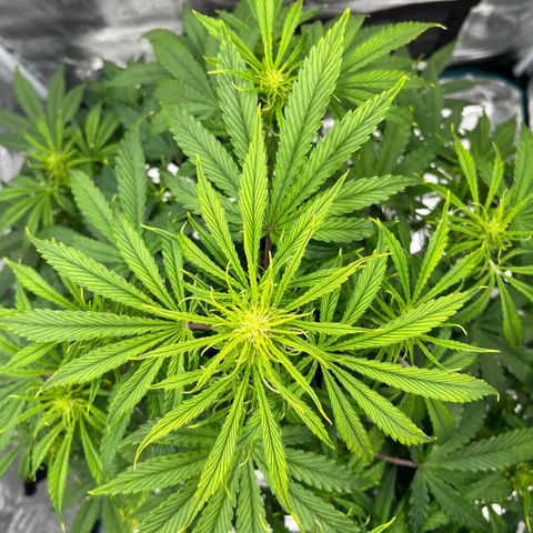 Skywalker OG Auto growlog timeline photo