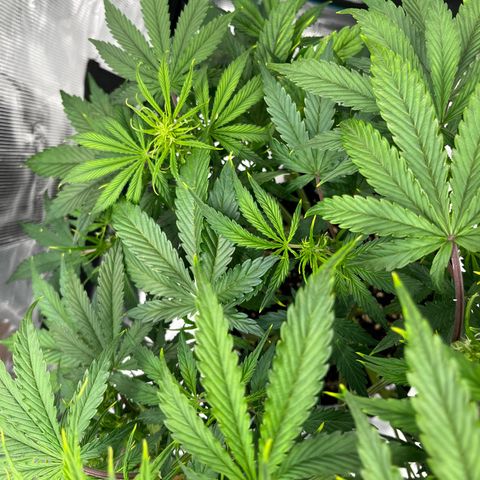 Skywalker OG Auto growlog timeline photo