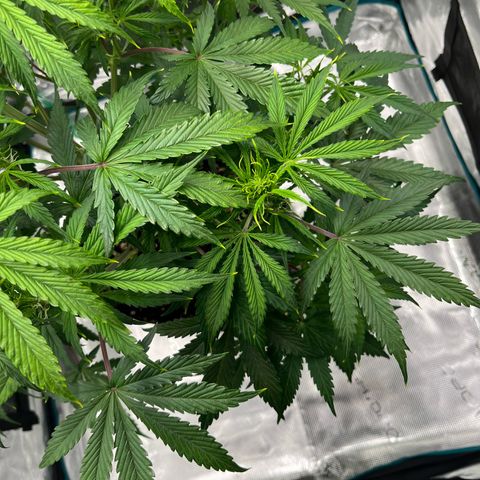 Skywalker OG Auto growlog timeline photo